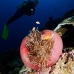 anemonefish_pink_mid_v_0705_png1242.jpg
